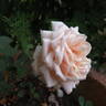 Beauté de l'Europe rose photo
