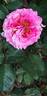 Agnès Schilliger ® rose photo