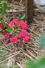 Angel Falls rose photo