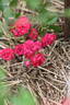 Angel Falls rose photo
