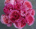 Pink X-pression ® rose photo