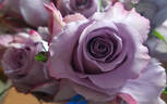 Grey Knights ® rose photo