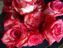 High rose photo