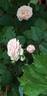 William Christie ® rose photo
