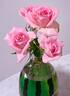 Overnight Scentsation ™ rose photo