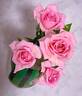 Overnight Scentsation ™ rose photo