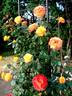 Night Light ® rose photo