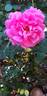Madame de Sévigné rose photo
