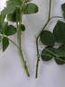 Tradescant rose photo