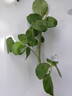 Tradescant rose photo