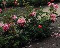 Marburg800 rose photo