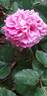 Agnès Schilliger ® rose photo