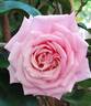 Agnès Schilliger ® rose photo