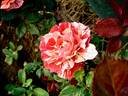 Poséidon rose photo