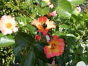 Bee Proud rose photo