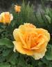Sophia Renaissance rose photo