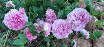 Aimable Amie rose photo