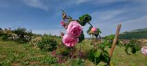Centifolia Bullata rose photo