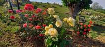 Bella di Todi ® rose photo