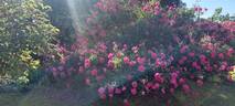 Cerise Bouquet rose photo