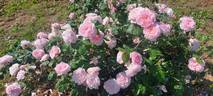 Chloris rose photo