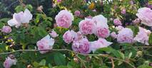 Duchesse d'Angoulême rose photo