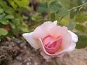 Adèle Crofton rose photo