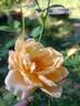 Dilly's Wiederkehr rose photo
