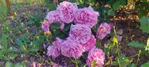 Duc de Fitzjames rose photo
