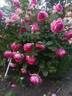 Cyclamen Pierre de Ronsard rose photo