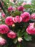 Cyclamen Pierre de Ronsard rose photo