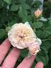 The Albrighton Rambler rose photo