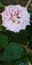 Agnès Schilliger ® rose photo