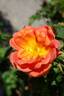 Soleil d'Or rose photo