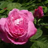 Mrs. John Laing rose photo