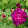 Indigo rose photo