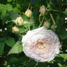 Coquette des Blanches rose photo