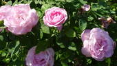 Baroness Rothschild rose photo