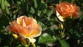 Hansestadt Rostock rose photo