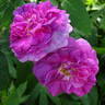 Indigo rose photo