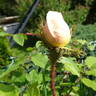 Robert Léopold rose photo