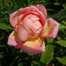Robert Léopold rose photo