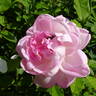 Robert Léopold rose photo
