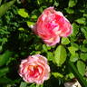 Robert Léopold rose photo