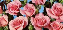 Kalinka rose photo