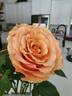 Campanella rose photo