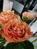 Campanella rose photo