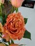 Campanella rose photo