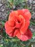 Tawny Tiger rose photo