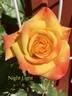 Night Light ® rose photo